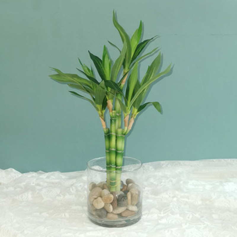 Dracaena Marginata - Yeni 40cm Yapay Şanslı Bambu Sukulent