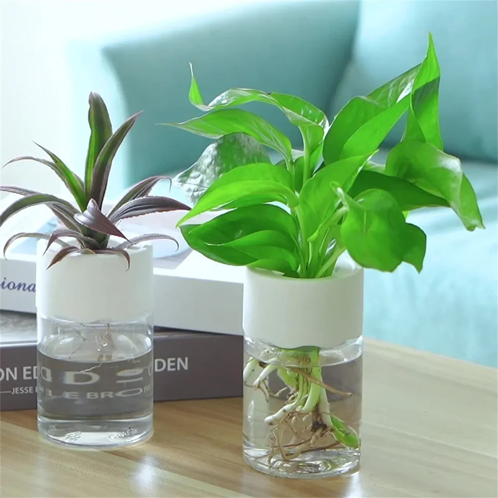 Aloe Vera Pot - Mini Hidroponik Saksı Şeffaf Topraksız Bitki