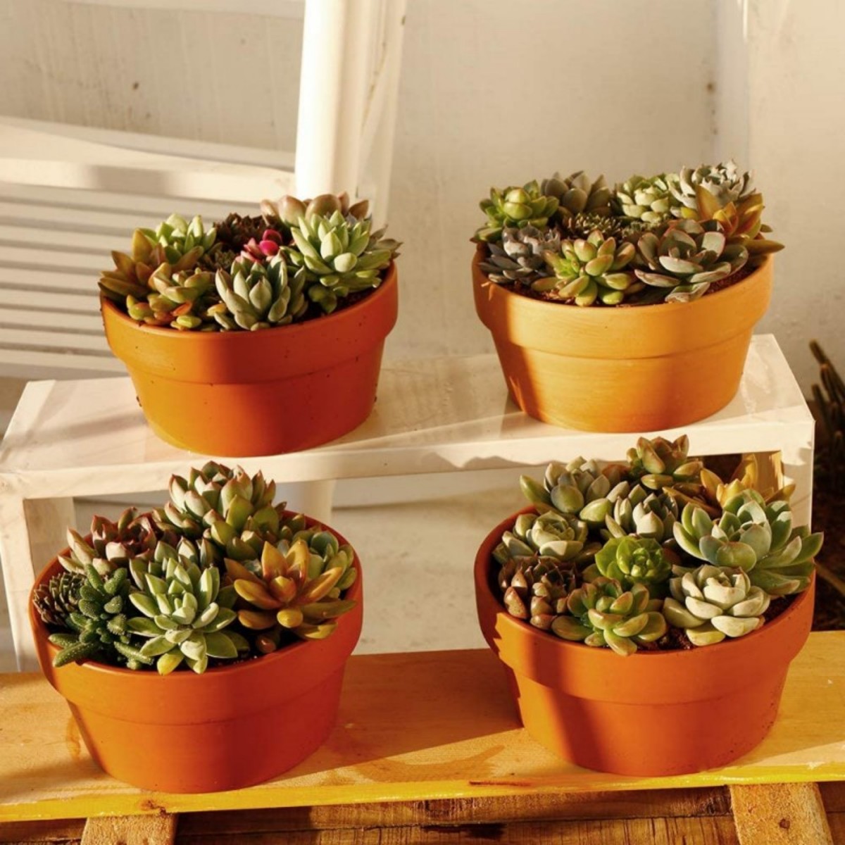6 adet Terracotta Buld tencere - Aloe Vera Pot incelemesi ve fiyatı