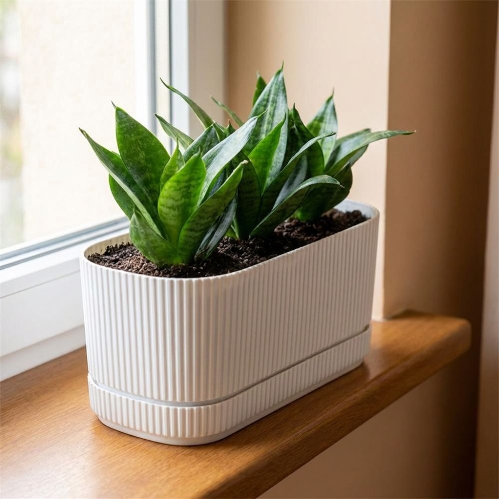 Plastik Kendiliğinden Sulanan  - Aloe Vera Pot incelemesi ve fiyatı